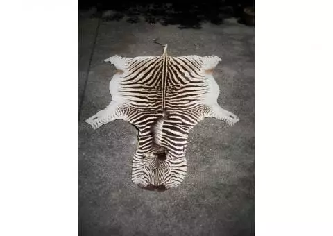 Zebra Skin - Trophy Size Like New Condition